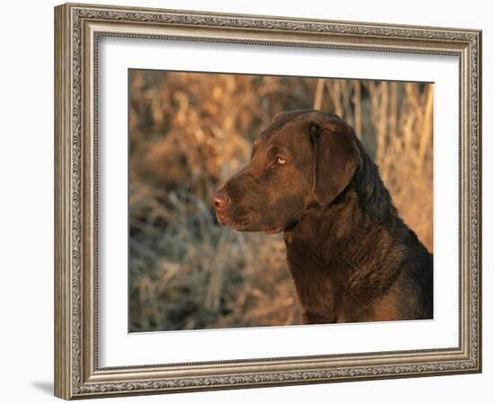 Head Profile Portrait of Chesapeake Bay Retriever, Wisconsin, USA-Lynn M. Stone-Framed Photographic Print