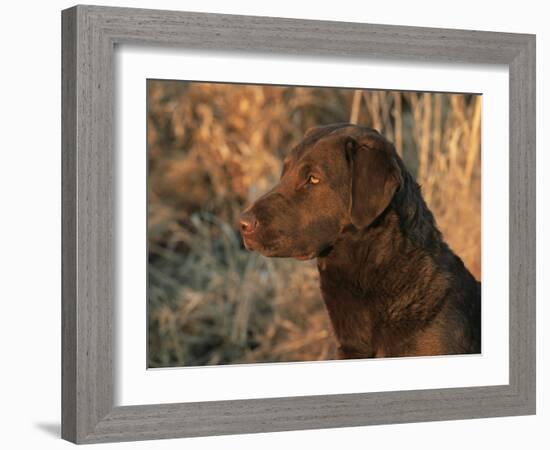 Head Profile Portrait of Chesapeake Bay Retriever, Wisconsin, USA-Lynn M. Stone-Framed Photographic Print