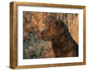 Head Profile Portrait of Chesapeake Bay Retriever, Wisconsin, USA-Lynn M. Stone-Framed Photographic Print