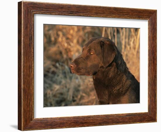 Head Profile Portrait of Chesapeake Bay Retriever, Wisconsin, USA-Lynn M. Stone-Framed Photographic Print