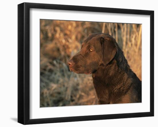 Head Profile Portrait of Chesapeake Bay Retriever, Wisconsin, USA-Lynn M. Stone-Framed Photographic Print