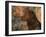 Head Profile Portrait of Chesapeake Bay Retriever, Wisconsin, USA-Lynn M. Stone-Framed Photographic Print