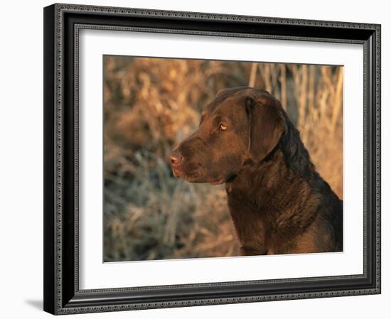 Head Profile Portrait of Chesapeake Bay Retriever, Wisconsin, USA-Lynn M. Stone-Framed Photographic Print