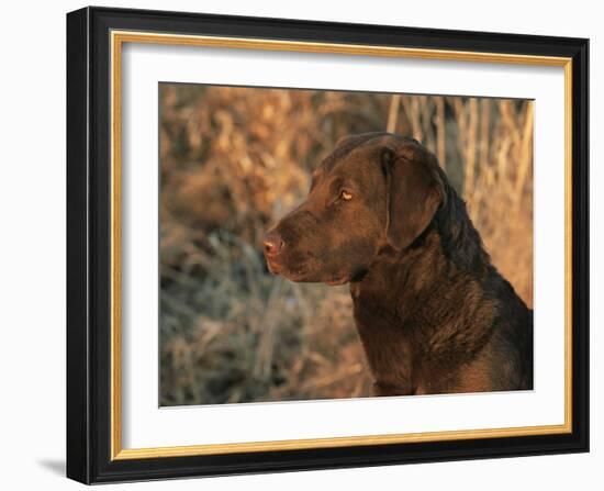 Head Profile Portrait of Chesapeake Bay Retriever, Wisconsin, USA-Lynn M. Stone-Framed Photographic Print