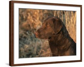 Head Profile Portrait of Chesapeake Bay Retriever, Wisconsin, USA-Lynn M. Stone-Framed Photographic Print