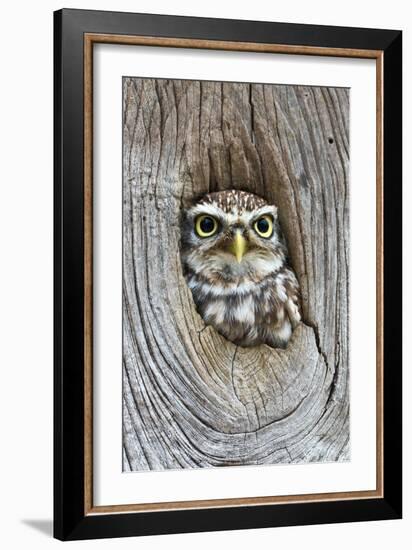 Head Shot of Little Owl Looking Through Knot Hole. Taken at Barn Owl Centre of Gloucestershire-Paul Bradley-Framed Photographic Print