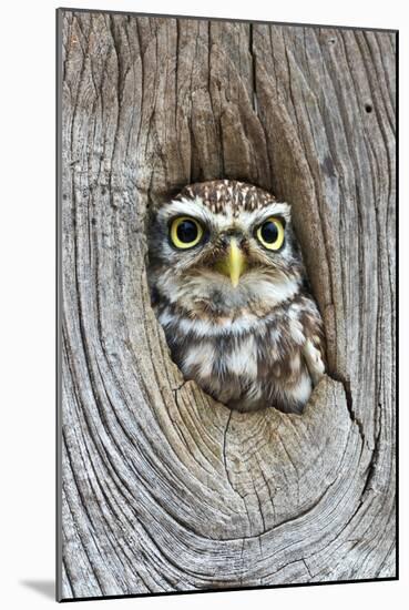 Head Shot of Little Owl Looking Through Knot Hole. Taken at Barn Owl Centre of Gloucestershire-Paul Bradley-Mounted Photographic Print