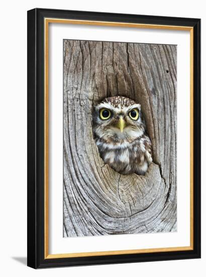 Head Shot of Little Owl Looking Through Knot Hole. Taken at Barn Owl Centre of Gloucestershire-Paul Bradley-Framed Photographic Print