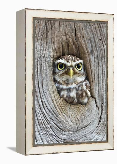 Head Shot of Little Owl Looking Through Knot Hole. Taken at Barn Owl Centre of Gloucestershire-Paul Bradley-Framed Premier Image Canvas