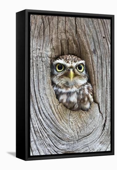 Head Shot of Little Owl Looking Through Knot Hole. Taken at Barn Owl Centre of Gloucestershire-Paul Bradley-Framed Premier Image Canvas