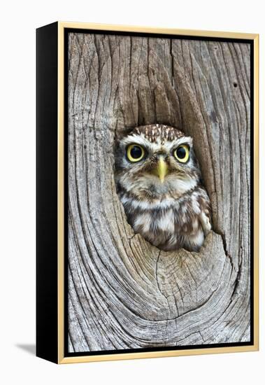 Head Shot of Little Owl Looking Through Knot Hole. Taken at Barn Owl Centre of Gloucestershire-Paul Bradley-Framed Premier Image Canvas