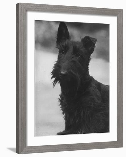 Head Study of an Unnamed Scottie with a Floppy Ear. Owner: Cross-Thomas Fall-Framed Photographic Print