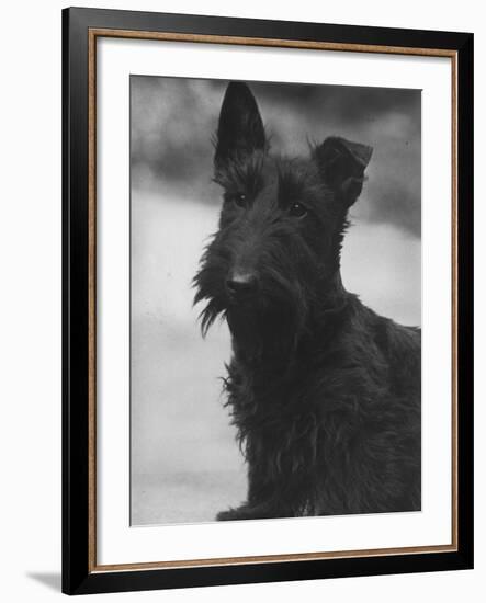 Head Study of an Unnamed Scottie with a Floppy Ear. Owner: Cross-Thomas Fall-Framed Photographic Print