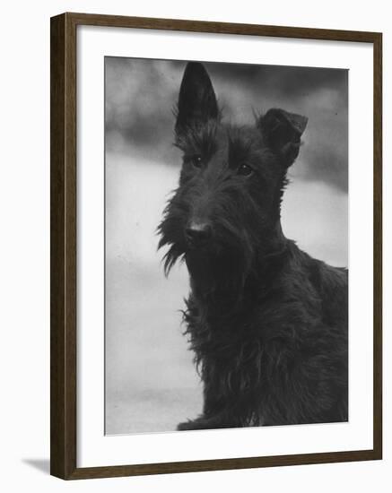 Head Study of an Unnamed Scottie with a Floppy Ear. Owner: Cross-Thomas Fall-Framed Photographic Print