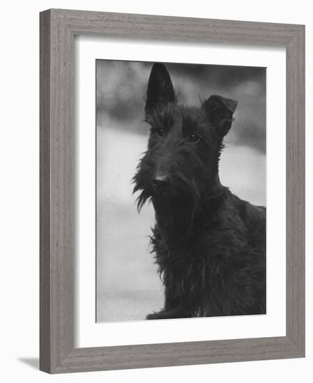 Head Study of an Unnamed Scottie with a Floppy Ear. Owner: Cross-Thomas Fall-Framed Photographic Print