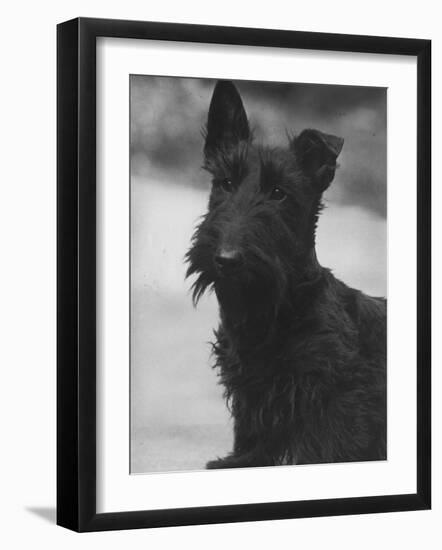Head Study of an Unnamed Scottie with a Floppy Ear. Owner: Cross-Thomas Fall-Framed Photographic Print