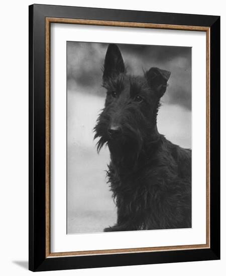 Head Study of an Unnamed Scottie with a Floppy Ear. Owner: Cross-Thomas Fall-Framed Photographic Print