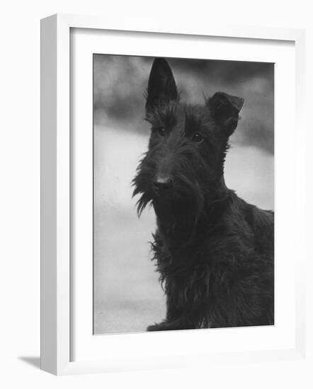 Head Study of an Unnamed Scottie with a Floppy Ear. Owner: Cross-Thomas Fall-Framed Photographic Print