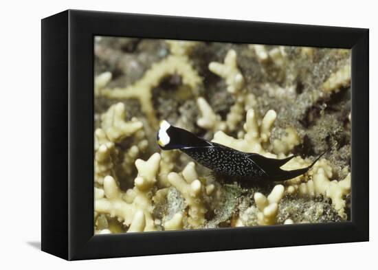 Headband Headshield Slug-Hal Beral-Framed Premier Image Canvas