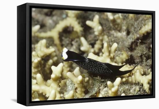 Headband Headshield Slug-Hal Beral-Framed Premier Image Canvas