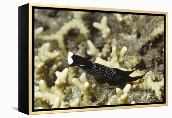 Headband Headshield Slug-Hal Beral-Framed Premier Image Canvas