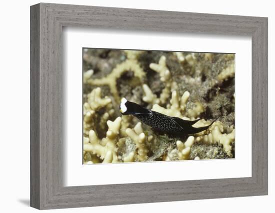 Headband Headshield Slug-Hal Beral-Framed Photographic Print