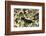 Headband Headshield Slug-Hal Beral-Framed Photographic Print