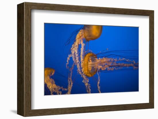 Headbutt-Valda Bailey-Framed Photographic Print