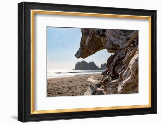 Headland at La Push Beach in the the Pacific Northwest, Washington State, United States of America,-Martin Child-Framed Photographic Print