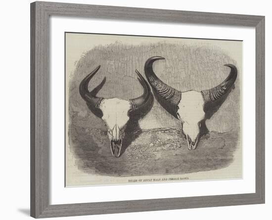 Heads of Adult Male and Female Gaour-null-Framed Giclee Print