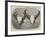 Heads of Adult Male and Female Gaour-null-Framed Giclee Print