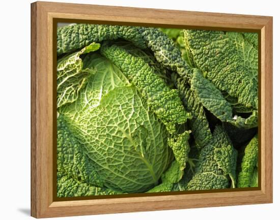 Heads of Lettuce-null-Framed Premier Image Canvas