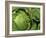 Heads of Lettuce-null-Framed Photographic Print