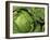 Heads of Lettuce-null-Framed Photographic Print