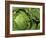 Heads of Lettuce-null-Framed Photographic Print