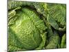 Heads of Lettuce-null-Mounted Photographic Print