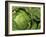 Heads of Lettuce-null-Framed Photographic Print