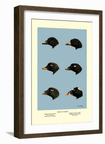 Heads of Scoters-Allan Brooks-Framed Art Print