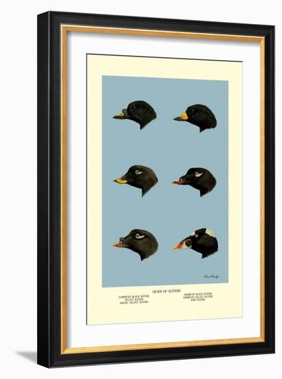 Heads of Scoters-Allan Brooks-Framed Art Print