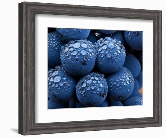 Healdsberg, Sonoma County, California: Detail of Grapes.-Ian Shive-Framed Photographic Print