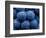 Healdsberg, Sonoma County, California: Detail of Grapes.-Ian Shive-Framed Photographic Print