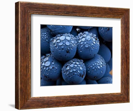 Healdsberg, Sonoma County, California: Detail of Grapes.-Ian Shive-Framed Photographic Print