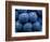 Healdsberg, Sonoma County, California: Detail of Grapes.-Ian Shive-Framed Photographic Print