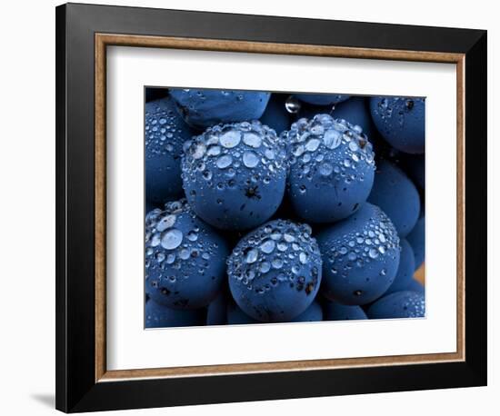 Healdsberg, Sonoma County, California: Detail of Grapes.-Ian Shive-Framed Photographic Print