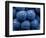 Healdsberg, Sonoma County, California: Detail of Grapes.-Ian Shive-Framed Photographic Print