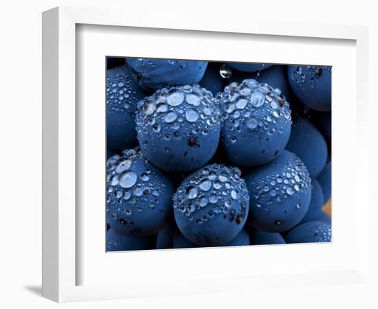 Healdsberg, Sonoma County, California: Detail of Grapes.-Ian Shive-Framed Photographic Print