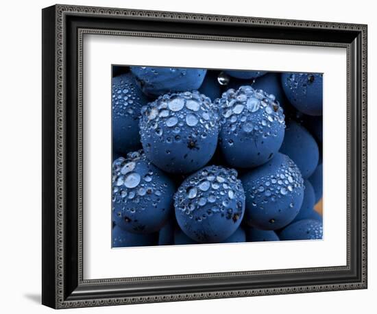 Healdsberg, Sonoma County, California: Detail of Grapes.-Ian Shive-Framed Photographic Print