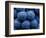 Healdsberg, Sonoma County, California: Detail of Grapes.-Ian Shive-Framed Photographic Print