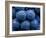 Healdsberg, Sonoma County, California: Detail of Grapes.-Ian Shive-Framed Photographic Print