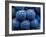 Healdsberg, Sonoma County, California: Detail of Grapes.-Ian Shive-Framed Photographic Print